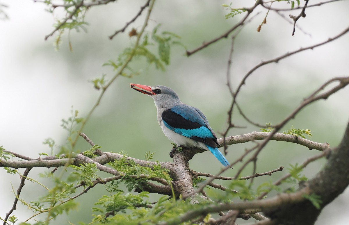 Woodland Kingfisher - ML608460763