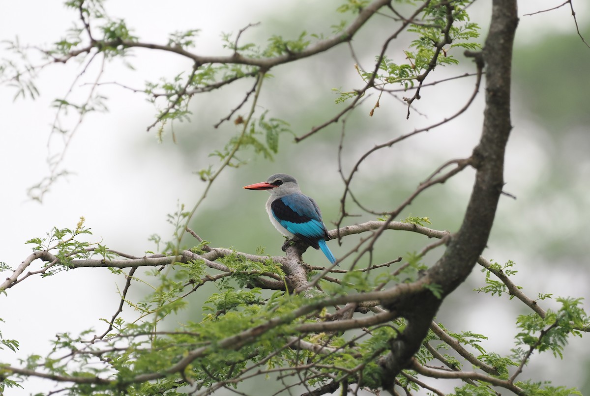 Woodland Kingfisher - ML608460764