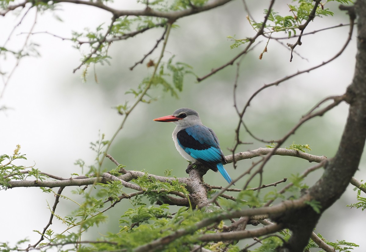 Woodland Kingfisher - ML608460765