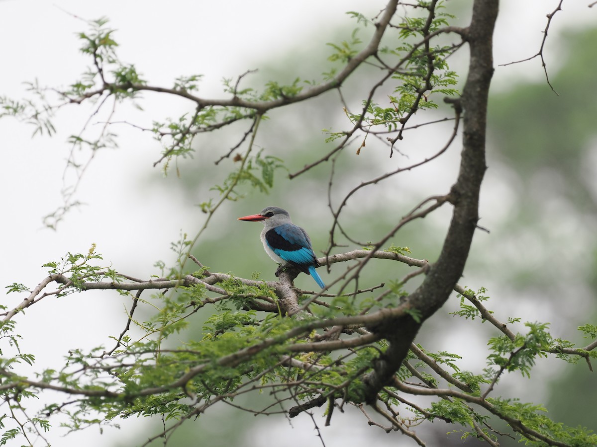 Woodland Kingfisher - ML608460766