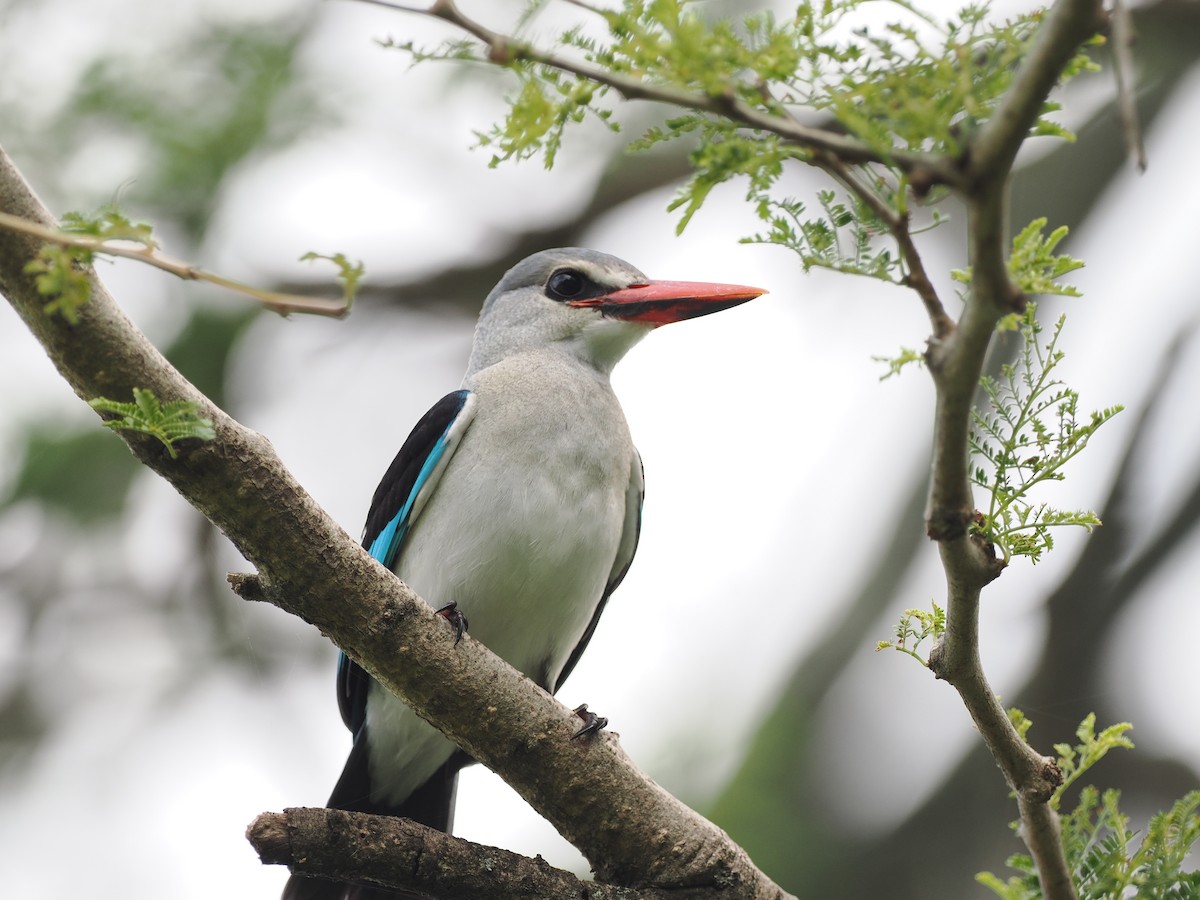 Woodland Kingfisher - ML608460767