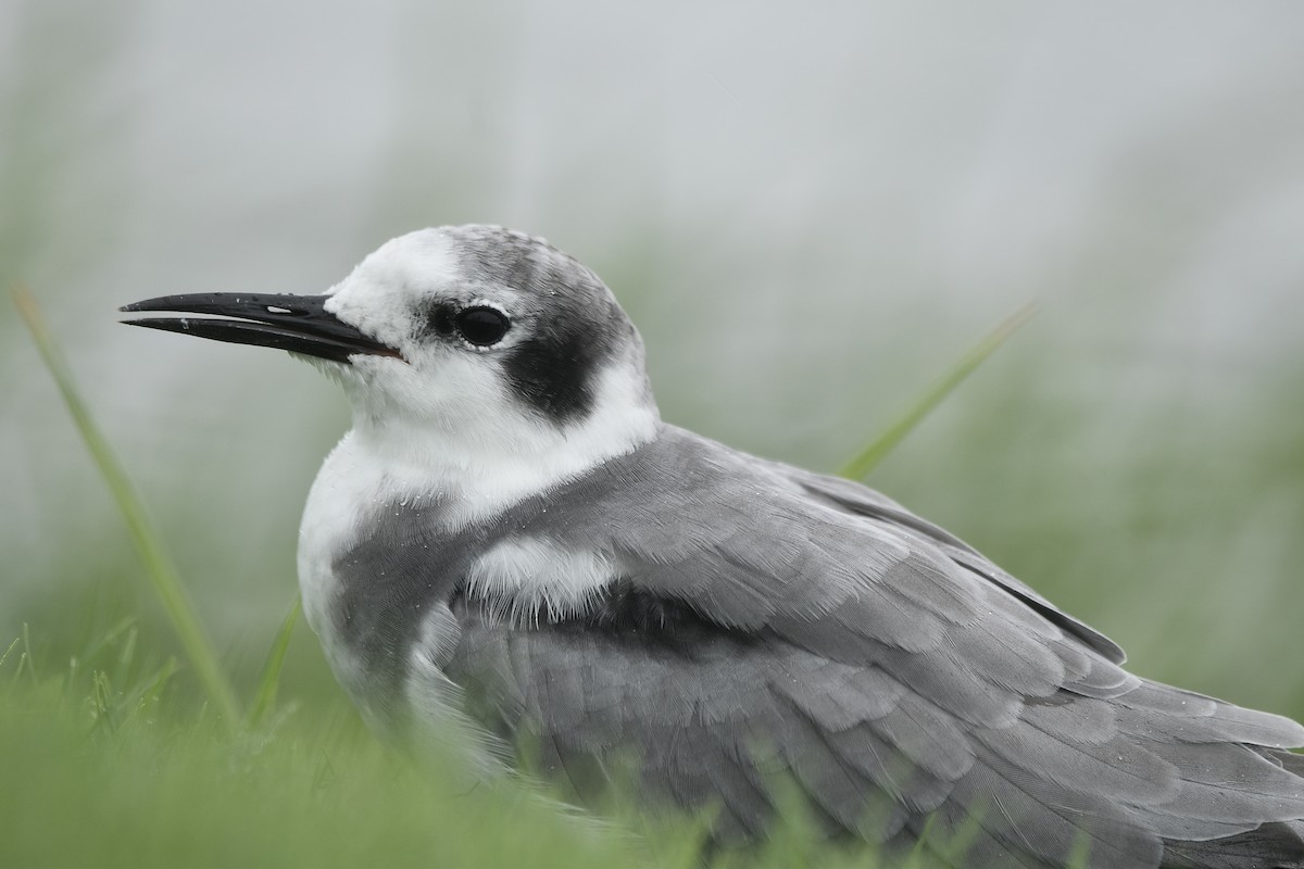 Black Tern - ML608460776