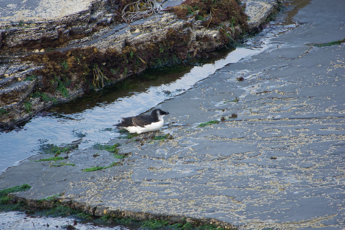 Razorbill - Pablo Alvarez Yanez