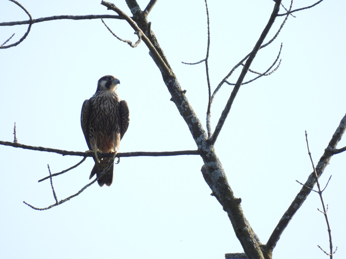 Peregrine Falcon - Janet Sippel