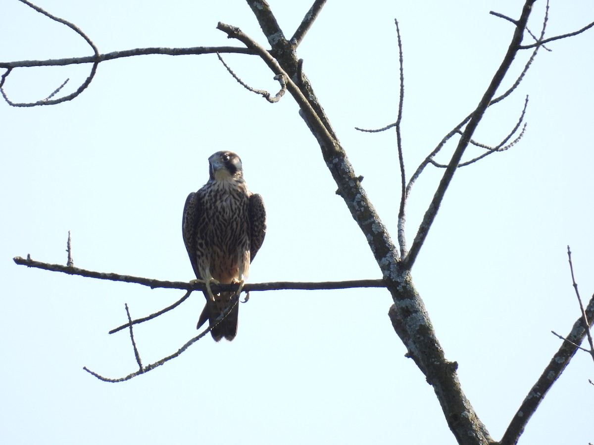 Peregrine Falcon - Janet Sippel