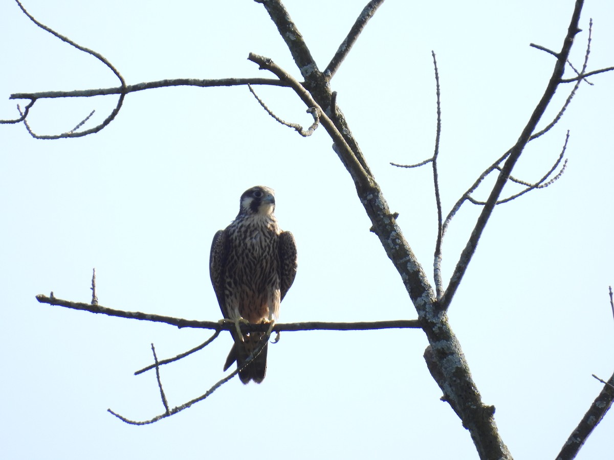 Peregrine Falcon - Janet Sippel