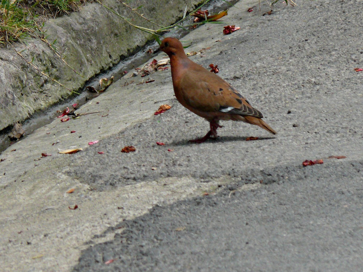 Zenaida Dove - ML608460855