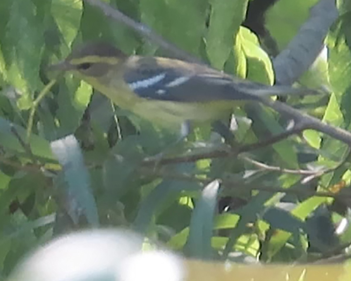 Blackburnian Warbler - ML608461104