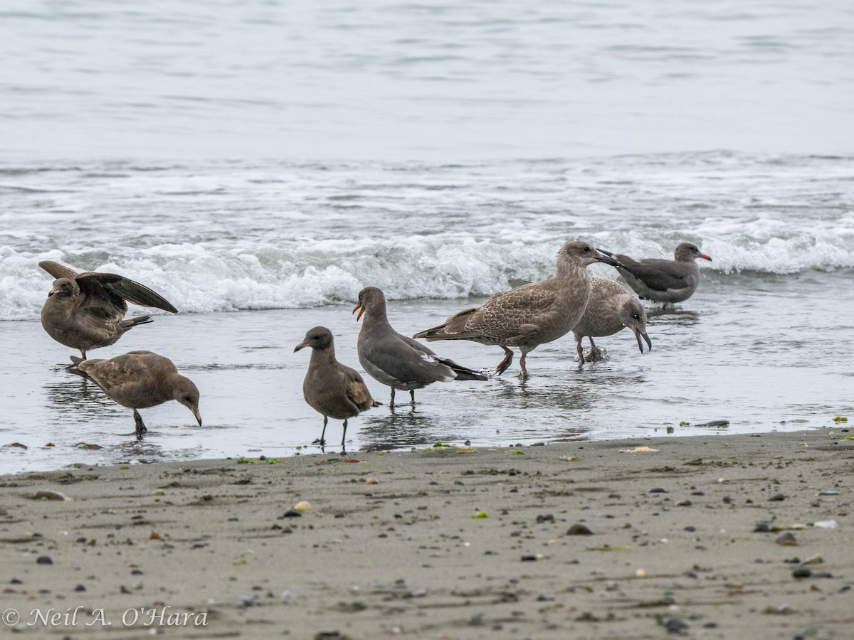 Heermann's Gull - Neil O'Hara