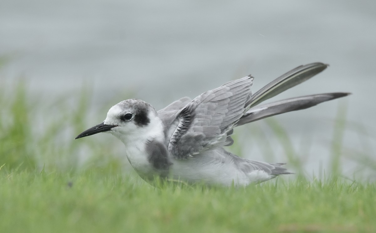 Black Tern - ML608461208