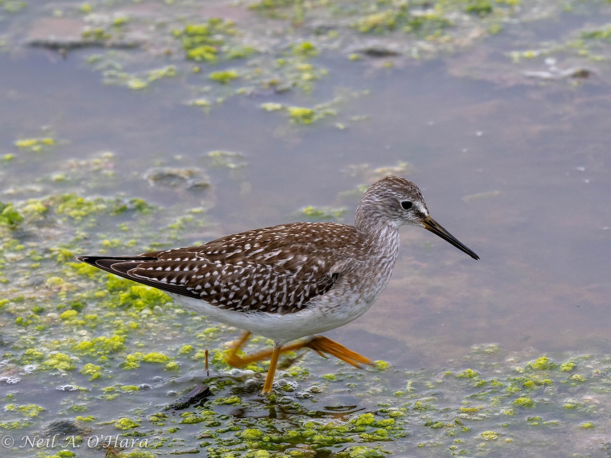 Lesser Yellowlegs - ML608461229