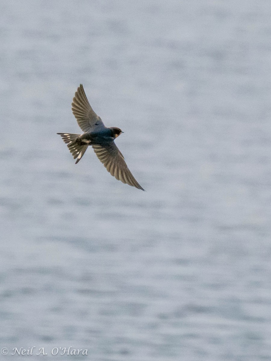 Barn Swallow - Neil O'Hara