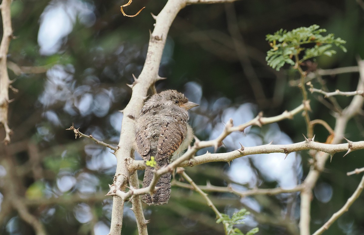 Rufous-necked Wryneck (Ethiopian) - Scott (瑞興) LIN(林)