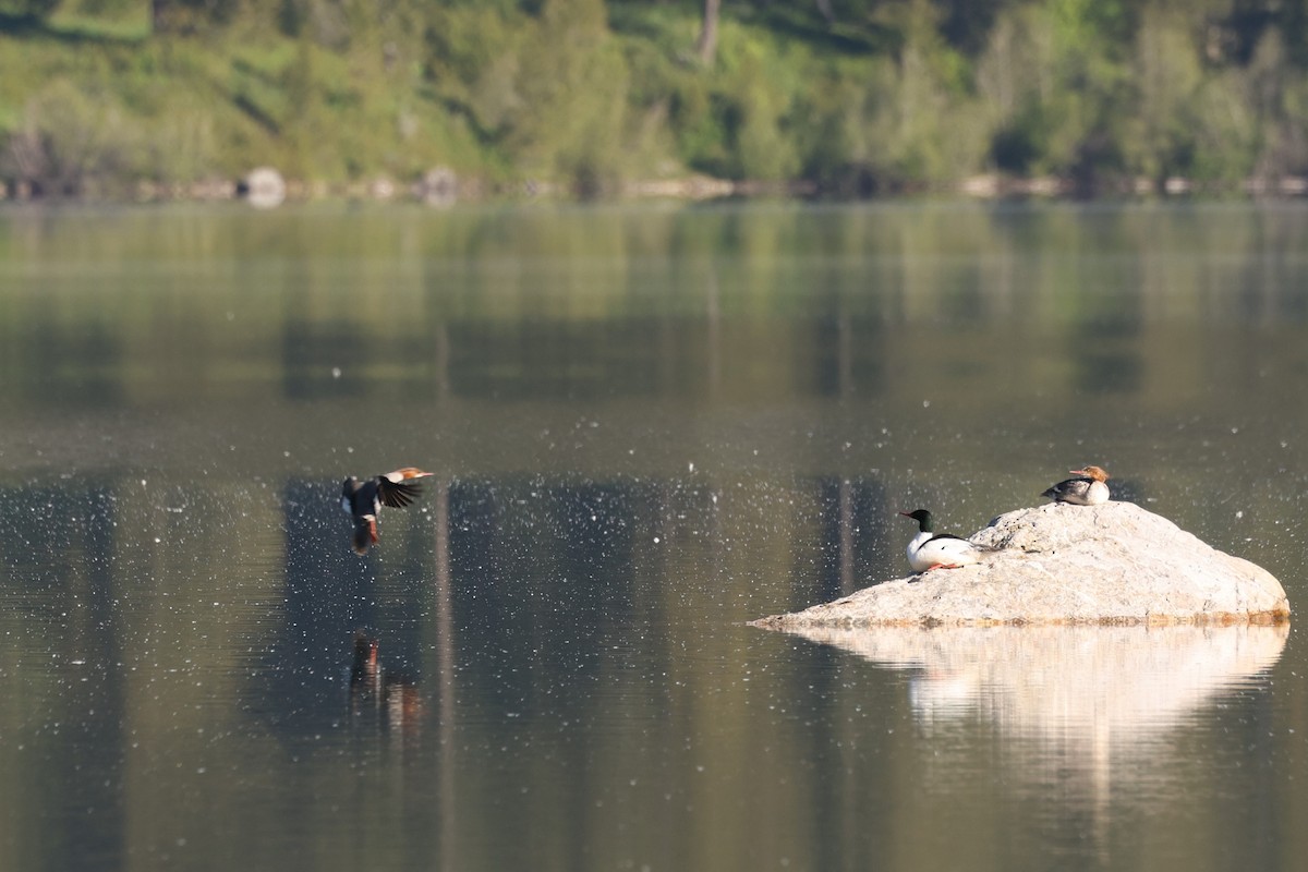 Common Merganser - ML608461267