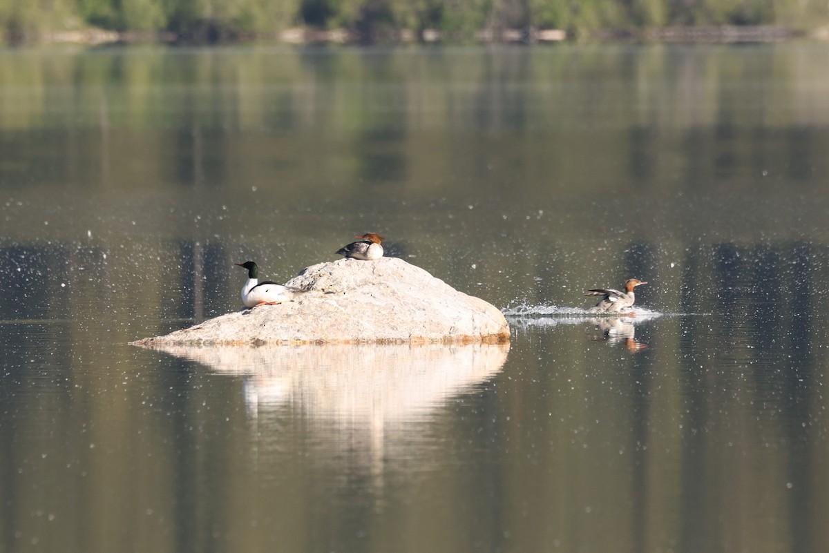 Common Merganser - ML608461268