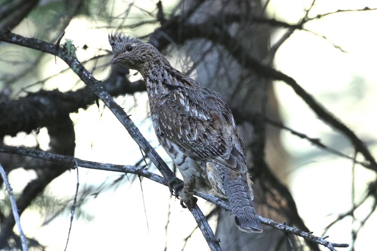 Ruffed Grouse - ML608461284