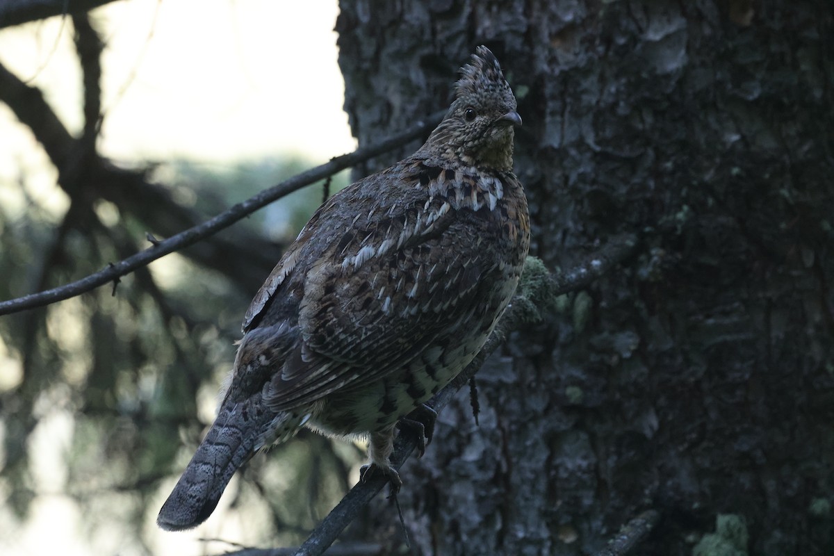 Ruffed Grouse - ML608461289