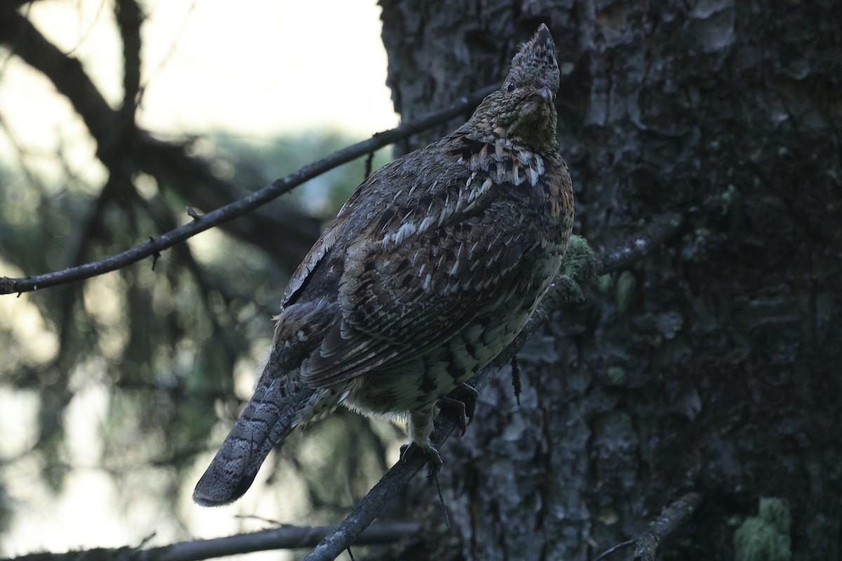 Ruffed Grouse - ML608461290