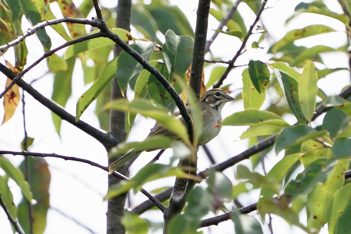Lark Sparrow - ML608461327