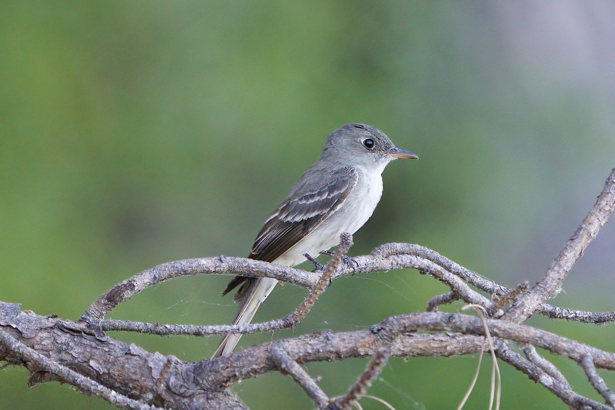 Eastern Wood-Pewee - ML608461349