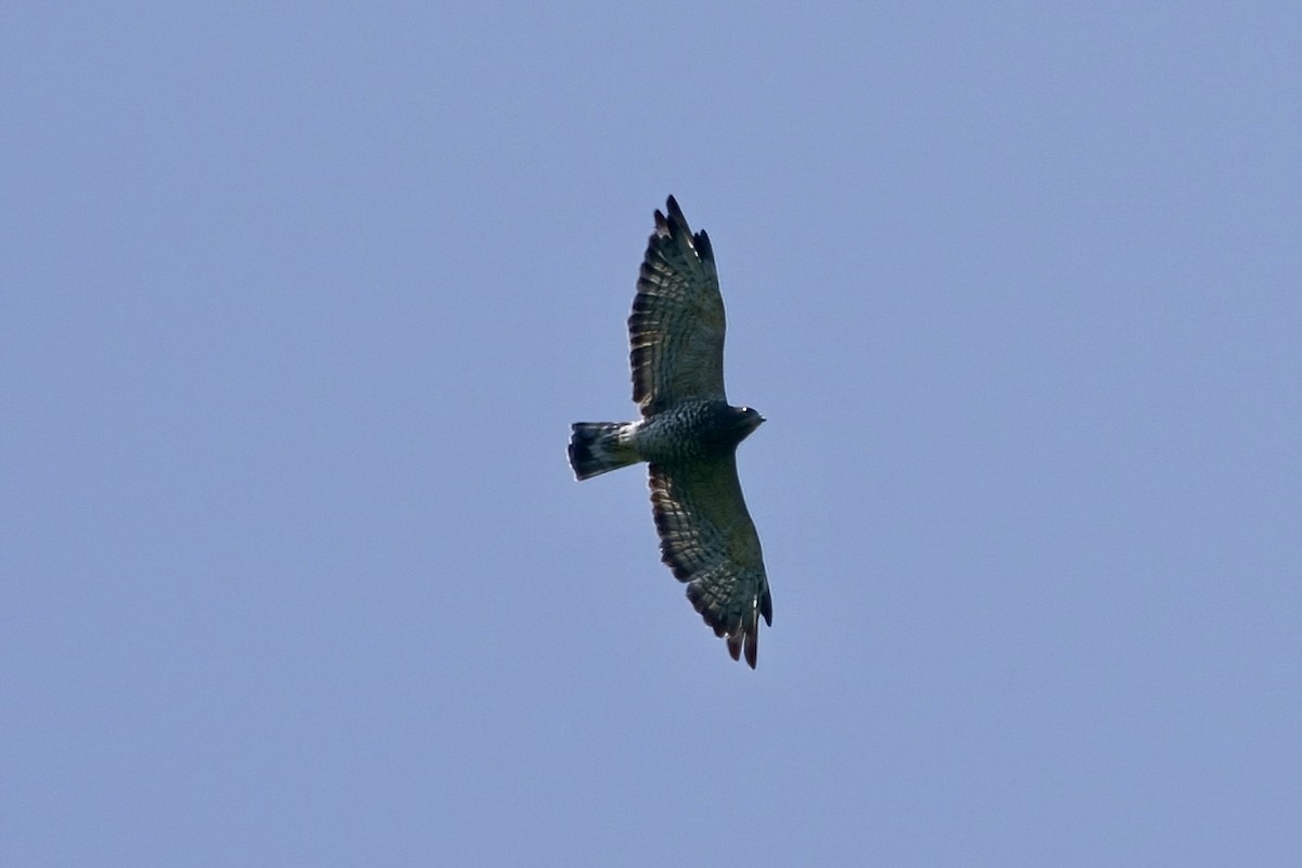 Broad-winged Hawk - ML608461366