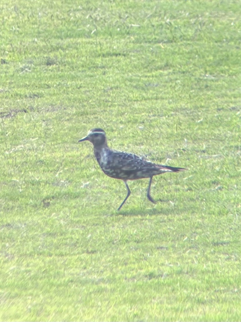 American Golden-Plover - Mitchell Dart