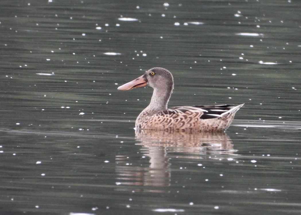 Northern Shoveler - Pair of Wing-Nuts