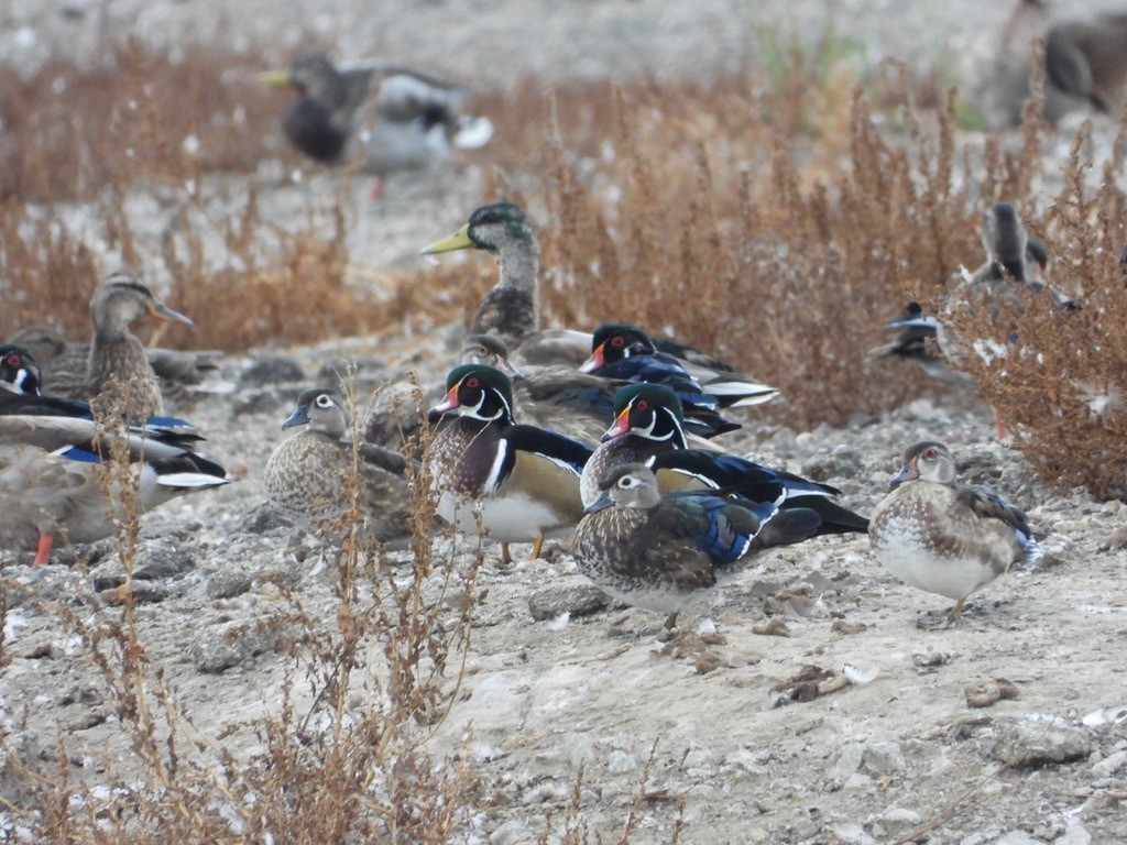 Wood Duck - Pair of Wing-Nuts