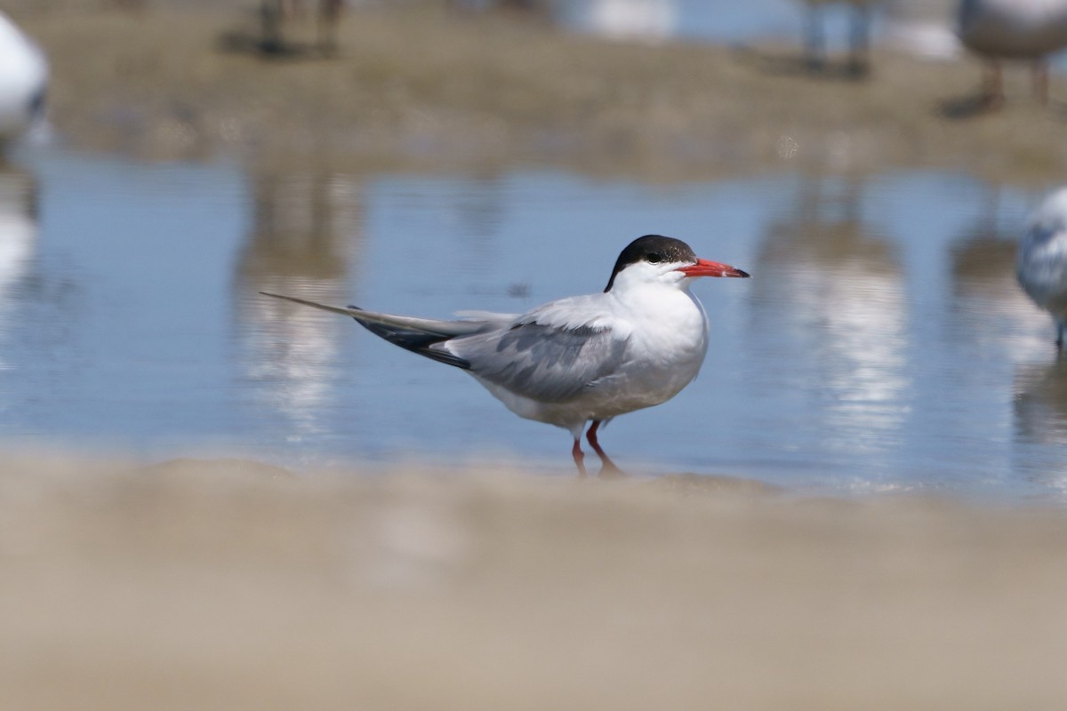 Common Tern - ML608461451