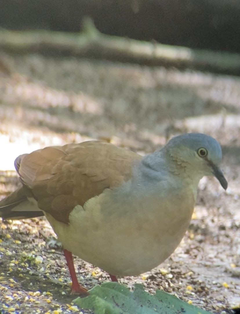 Gray-headed Dove - ML608461587
