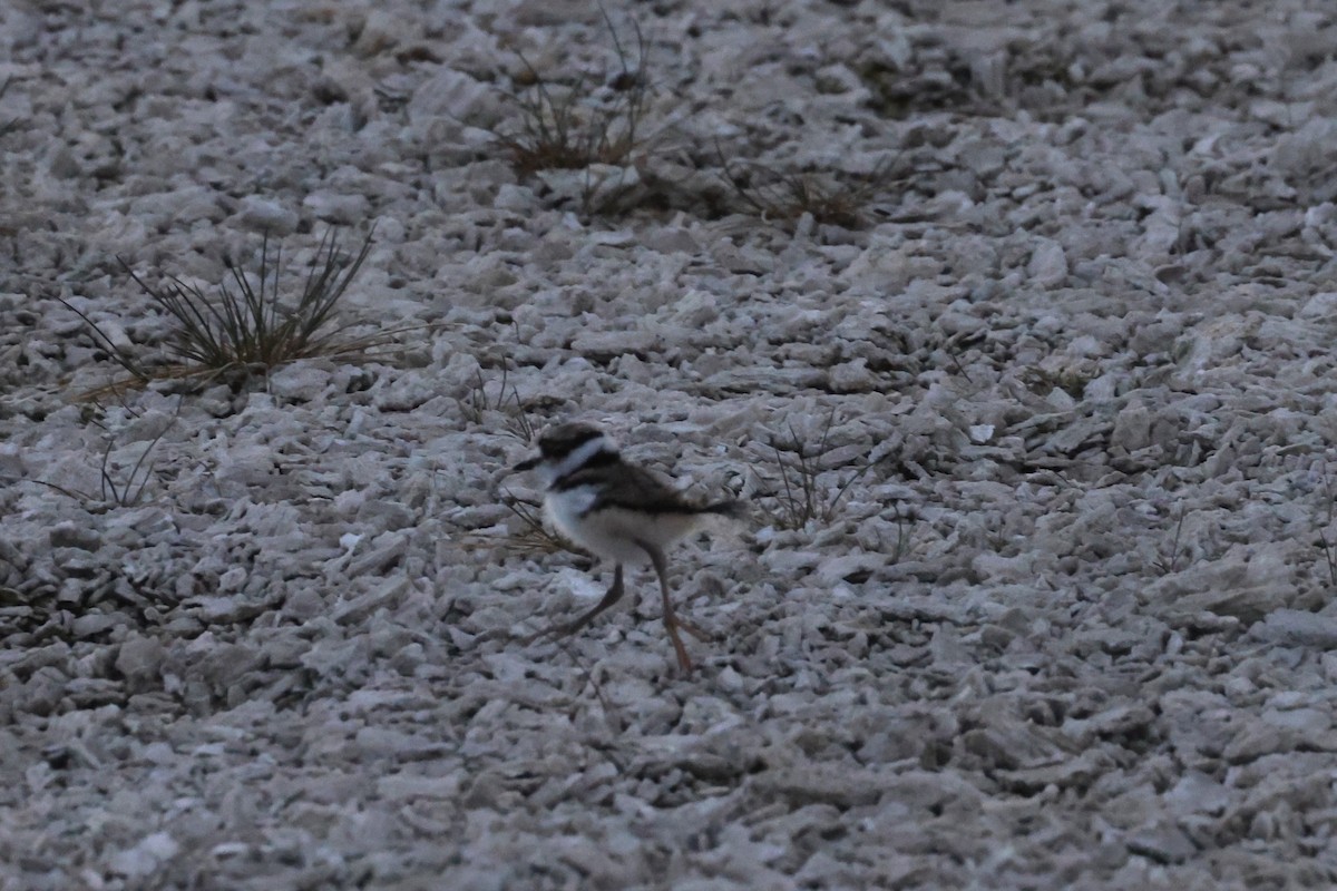 Killdeer - ML608461670