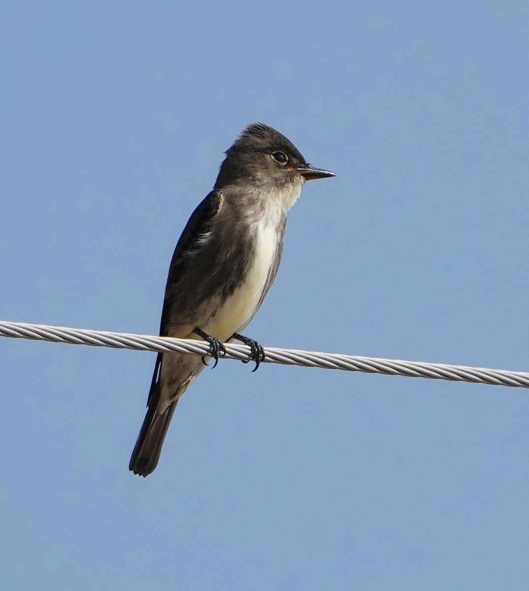 Olive-sided Flycatcher - ML608461681