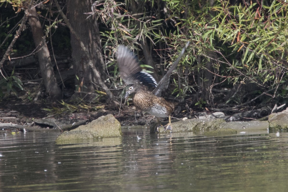 Wood Duck - ML608461759