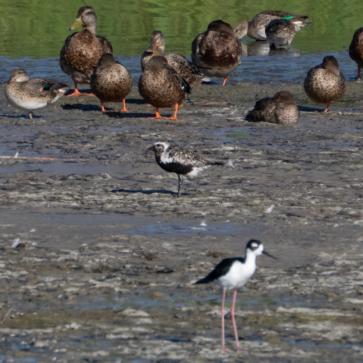 Black-bellied Plover - Tom Cho