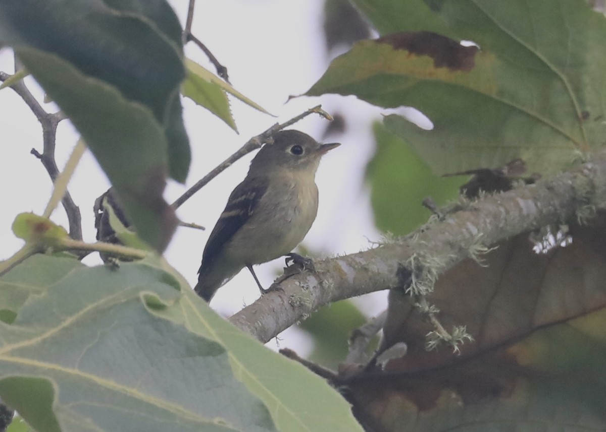 Western Flycatcher (Pacific-slope) - ML608461942