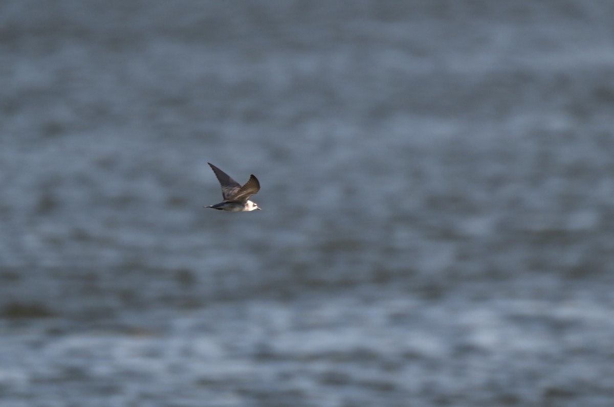 Black Tern - ML608461982