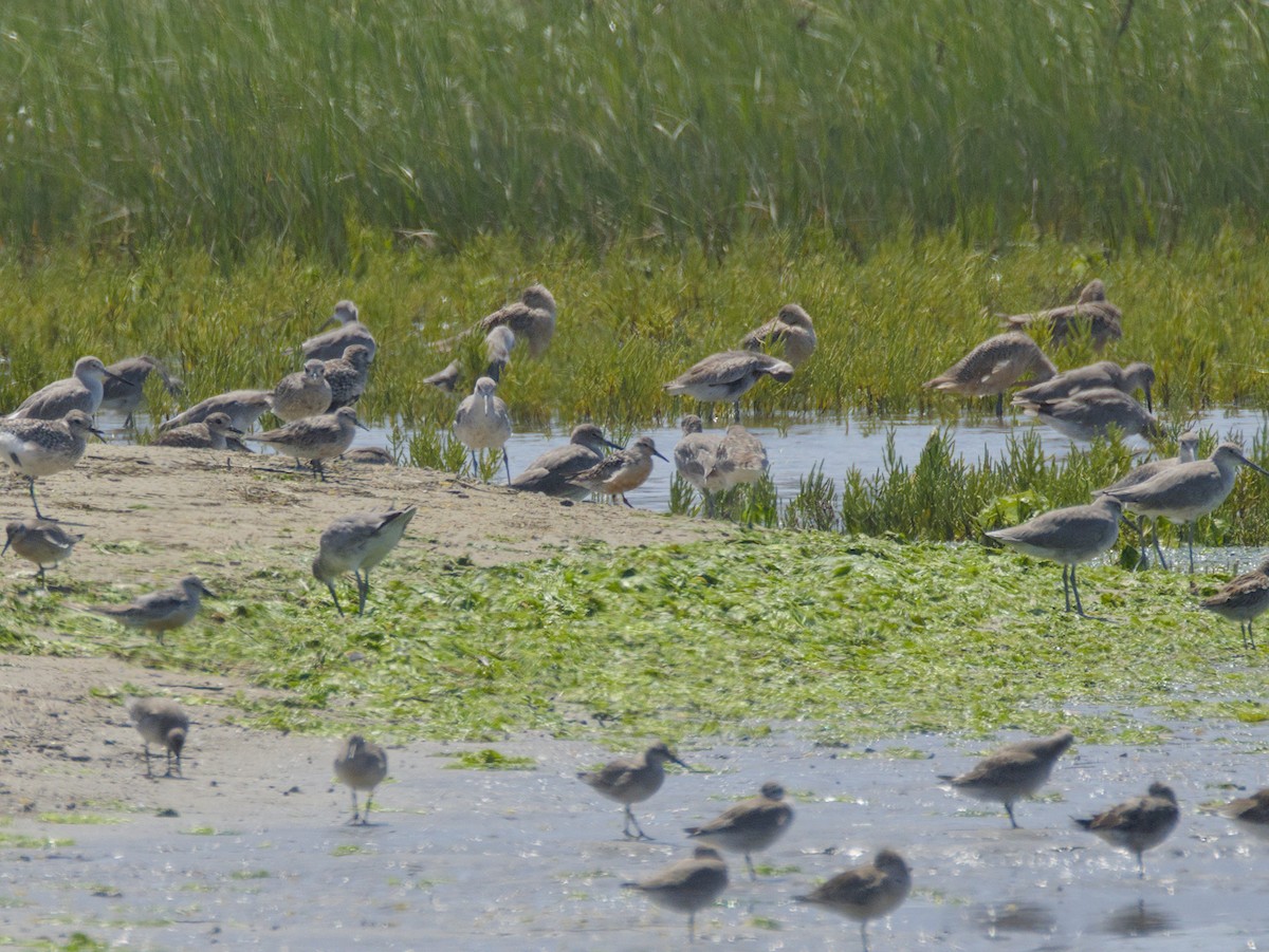 Red Knot - ML608461996