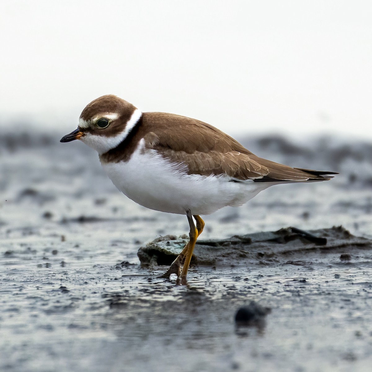 Semipalmated Plover - ML608462109