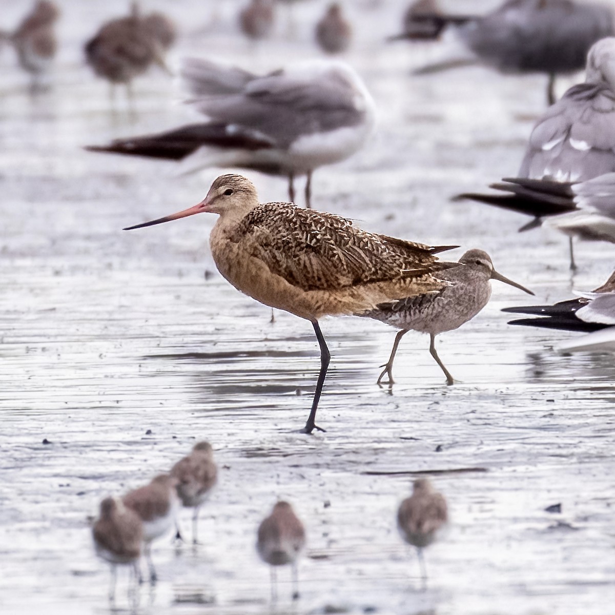 Marbled Godwit - ML608462123