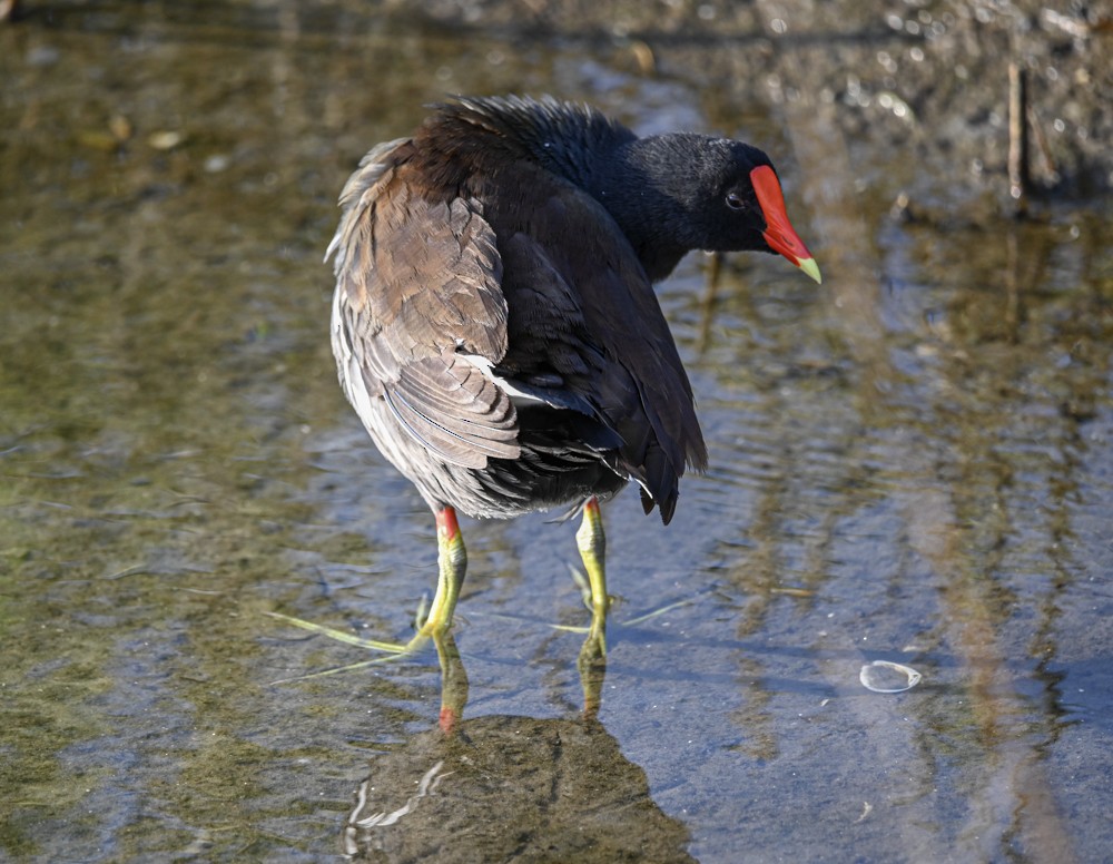 Gallinule d'Amérique - ML608462142