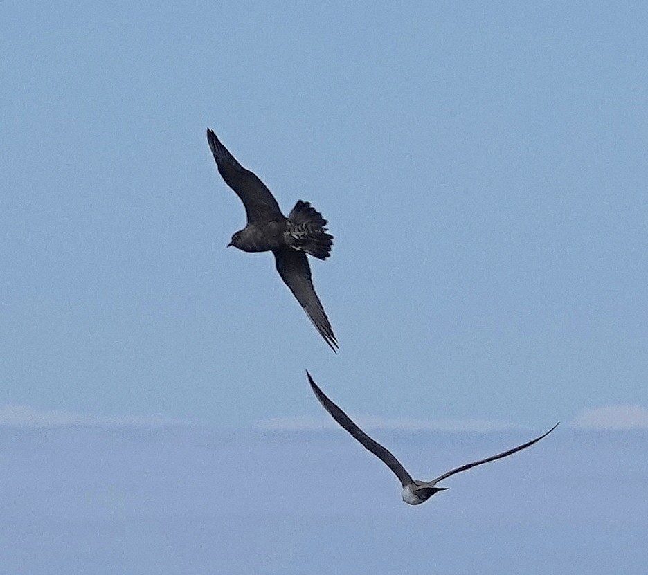 Long-tailed Jaeger - ML608462193
