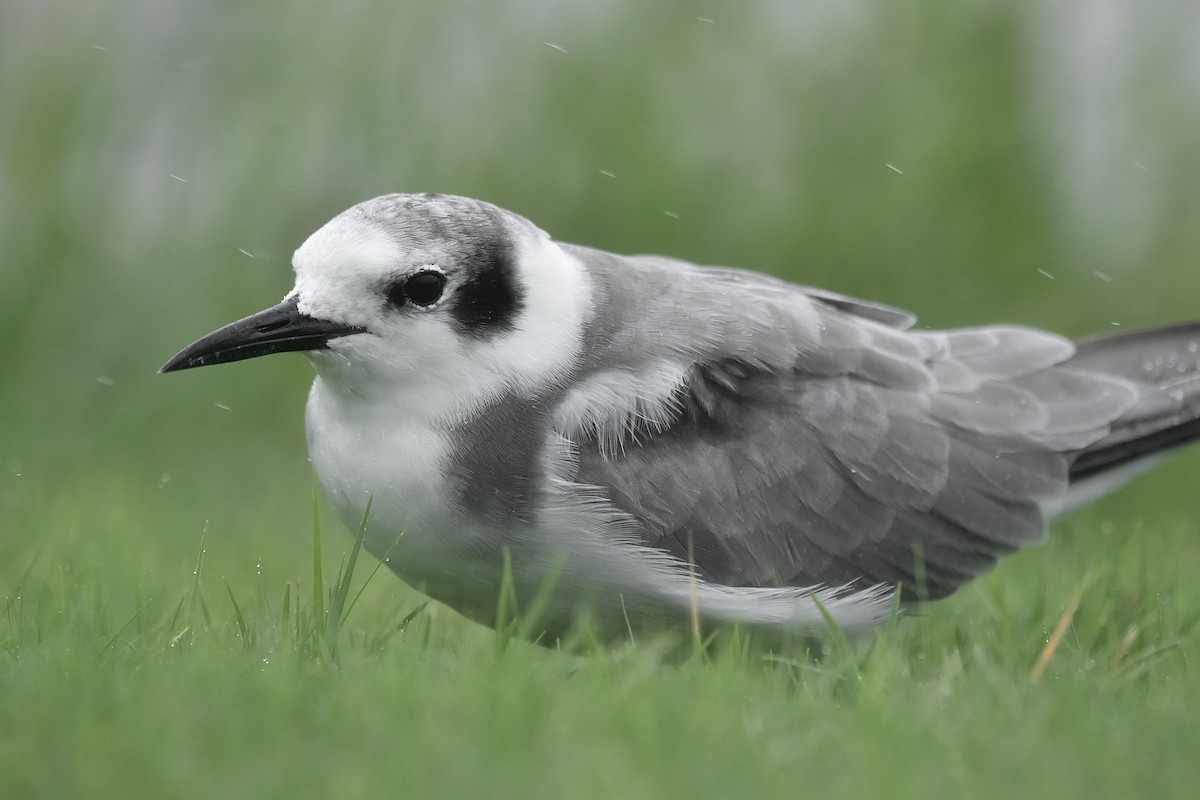 Black Tern - ML608462196