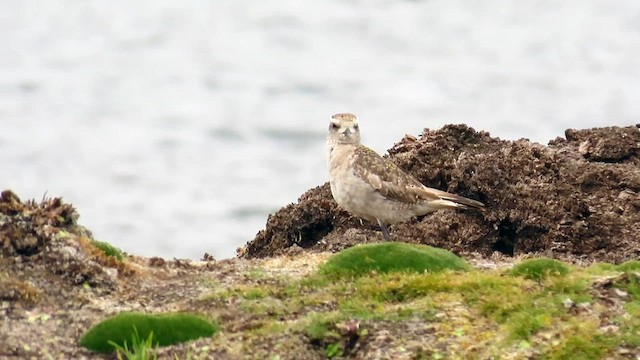 American Golden-Plover - ML608462229