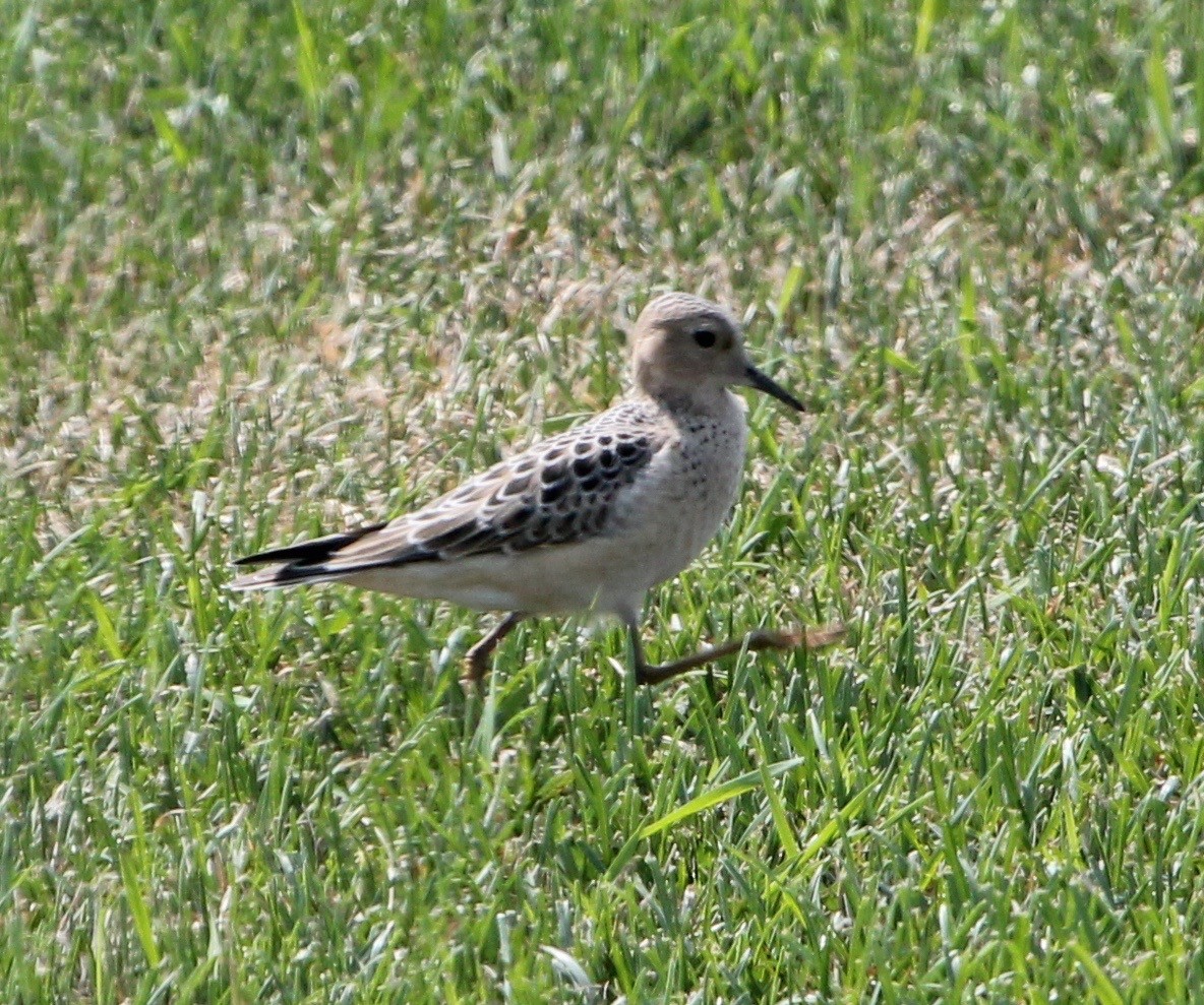 Buff-breasted Sandpiper - ML608462262