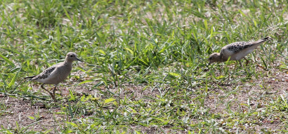 Buff-breasted Sandpiper - ML608462264