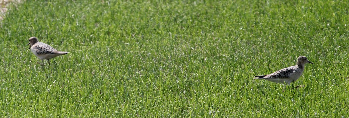 Buff-breasted Sandpiper - ML608462265