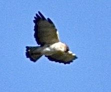 Short-tailed Hawk - ML608462286