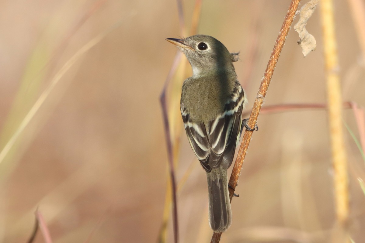 Least Flycatcher - ML608462329