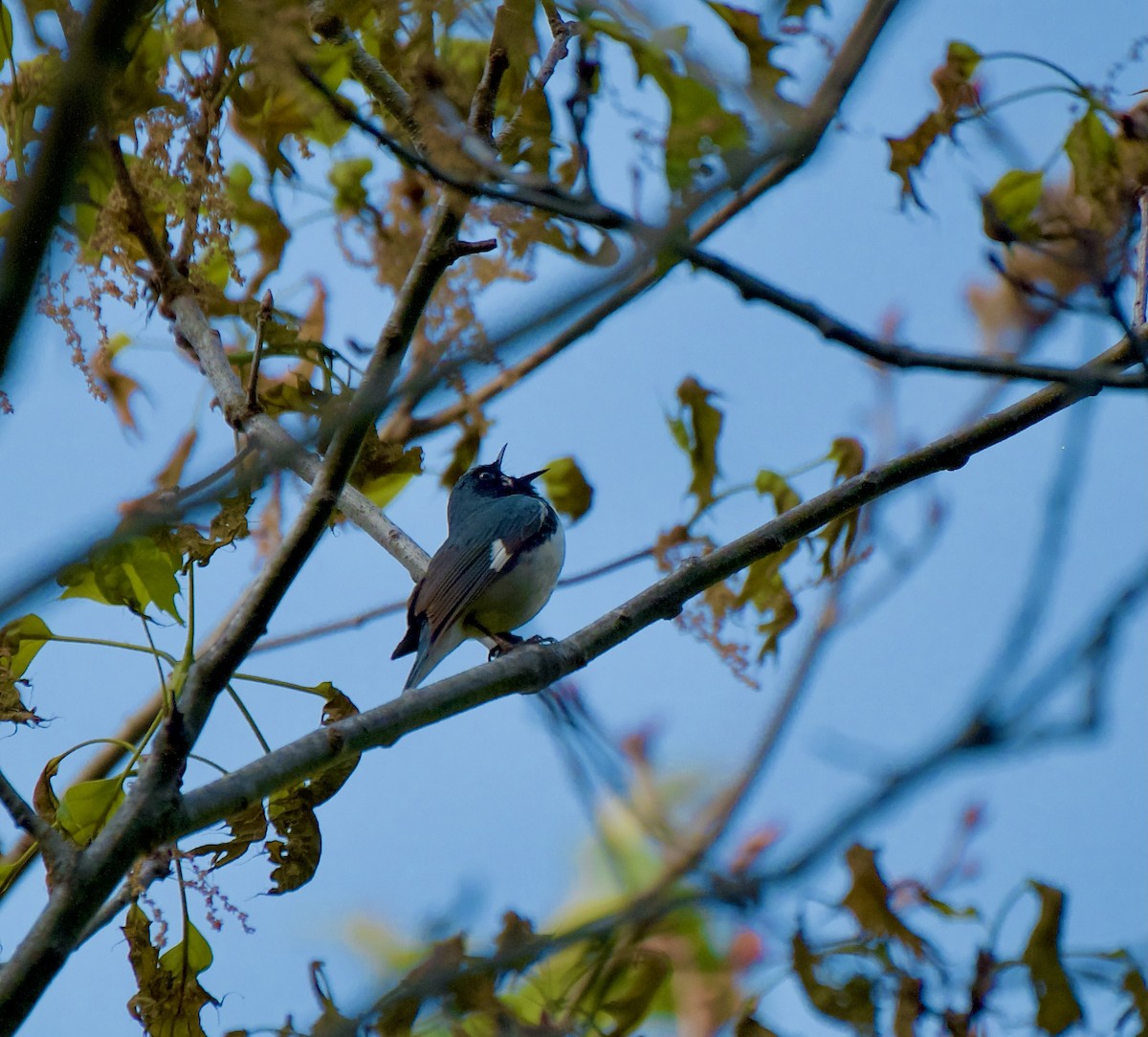 Black-throated Blue Warbler - ML608462334