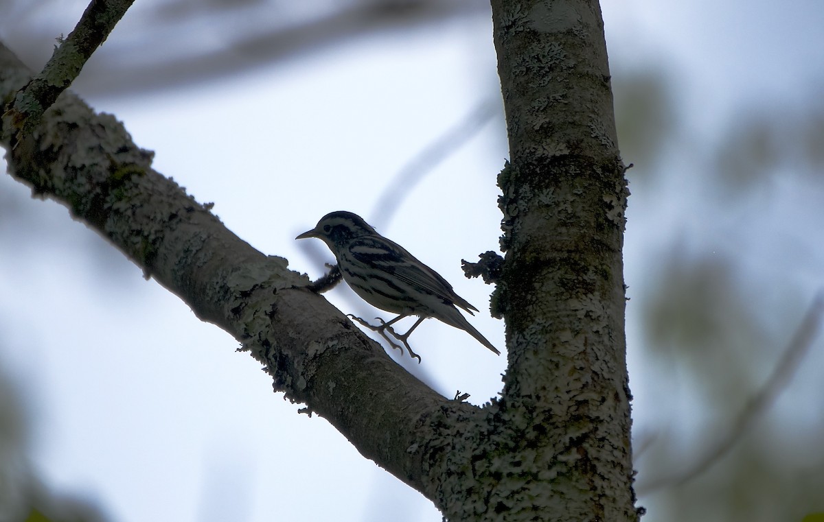 Black-and-white Warbler - ML608462337